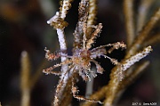 Achaeus spinosus araignee des antipathaires et alcyonaires-Safaga Coral Beach-13m-20171123nuit-Denis-ADER-DSC_3714_tn